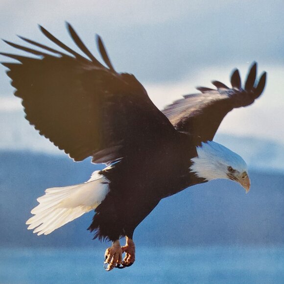 Black Canyon Medium Weight Queen Blanket 85.5" x 75" 100% Polyester Eagle Design - Picture 5 of 5